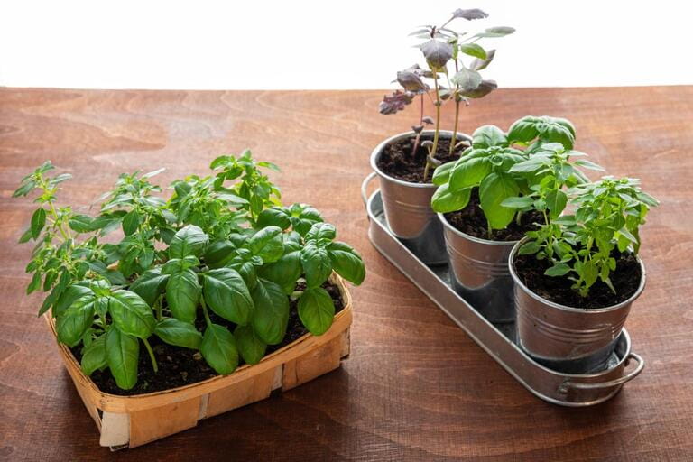 Different basil young plants cultivars. Home gardening own herbs. Different basil young plants cultivars. Home gardening own herbs.